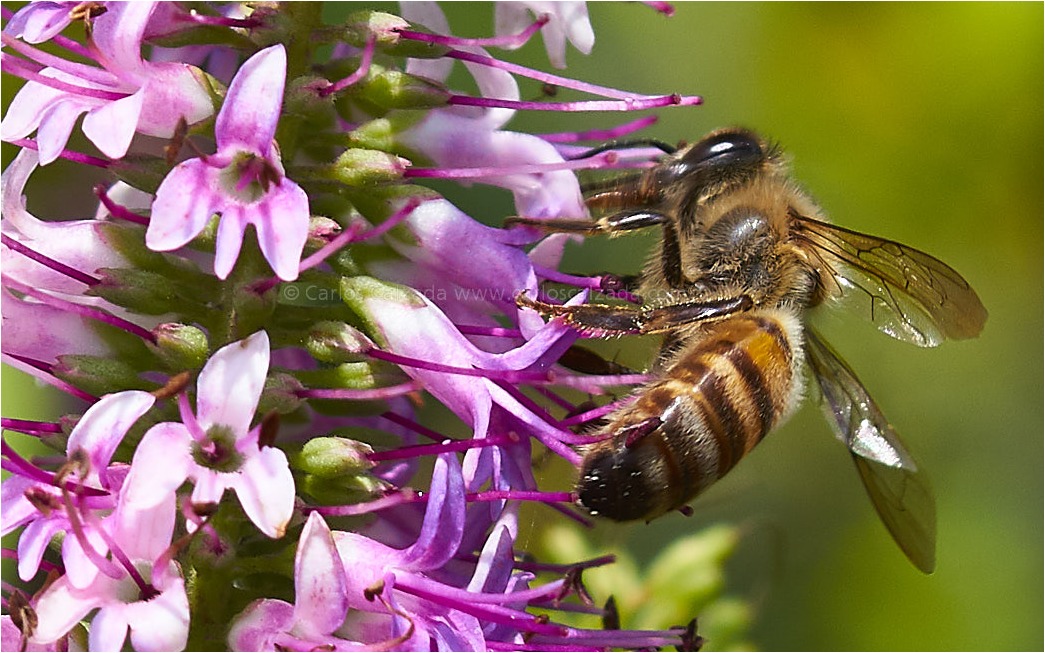 Abeja.jpg