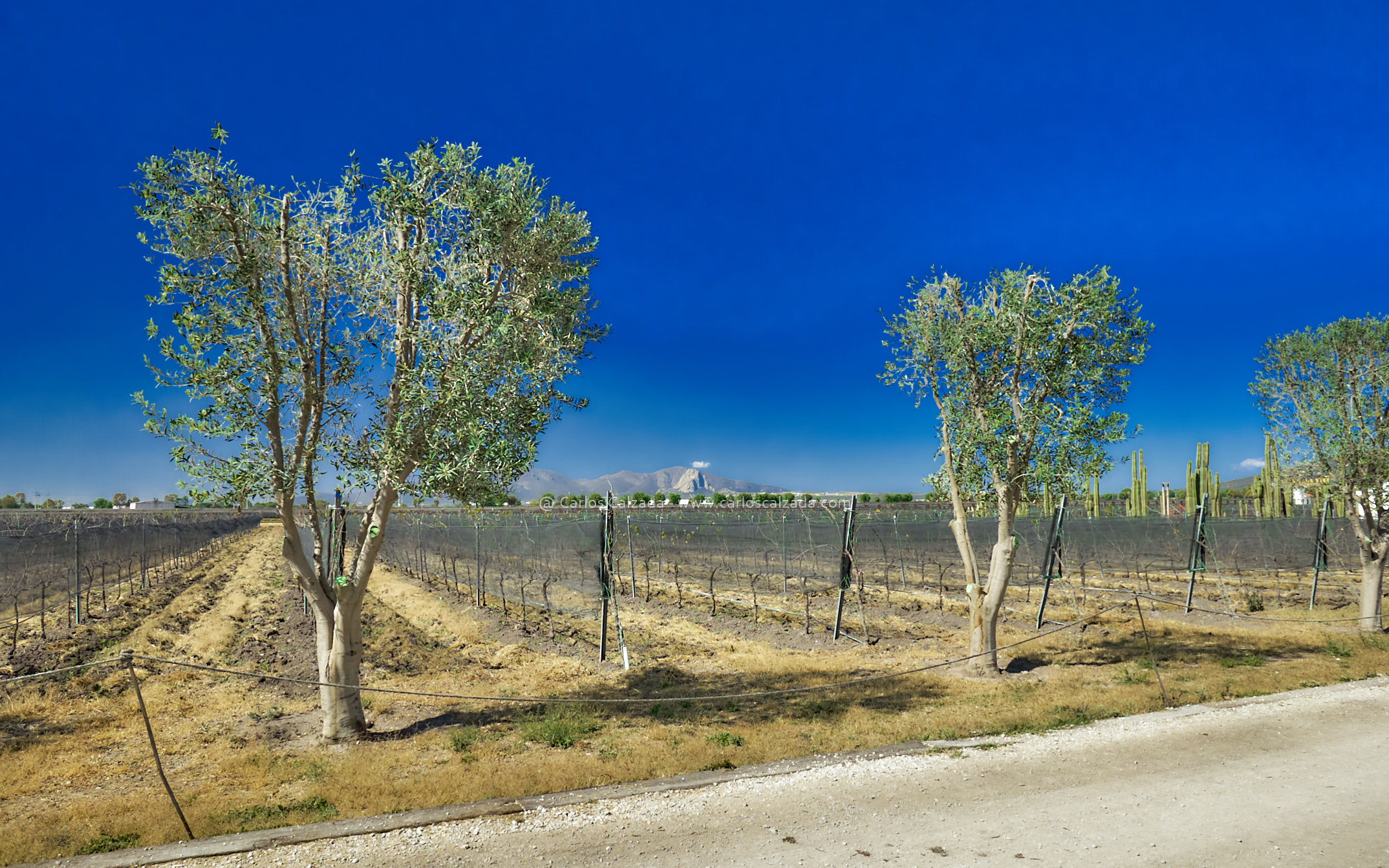 DSC06395_2021.jpg